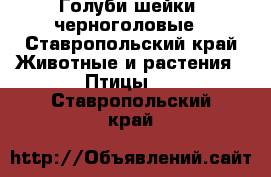 Голуби шейки, черноголовые - Ставропольский край Животные и растения » Птицы   . Ставропольский край